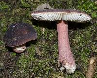 Russula pilocystidiata image