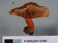 Lactarius umerensis image