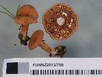 Lactarius umerensis image