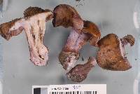 Cortinarius collocandoides image