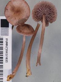 Mycena fuscovinacea image