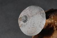 Geastrum tenuipes image