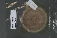 Colletotrichum horii image