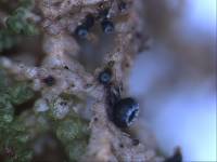 Sphaeropezia leucocheila image