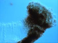 Sphaeropezia leucocheila image