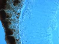 Sphaeropezia leucocheila image