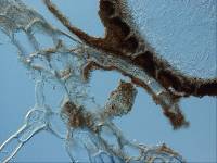 Sphaeropezia leucocheila image