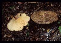 Lactarius tawai image