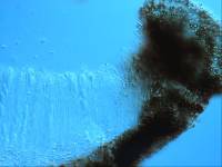 Sphaeropezia leucocheila image