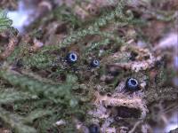 Sphaeropezia leucocheila image
