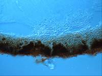 Sphaeropezia leucocheila image