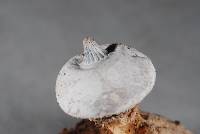 Geastrum tenuipes image