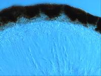 Sphaeropezia leucocheila image