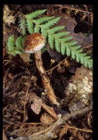 Porphyrellus novae-zelandiae image