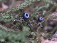 Sphaeropezia leucocheila image