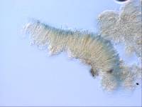 Sphaeropezia leucocheila image