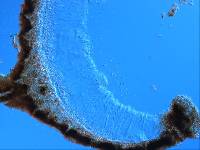 Sphaeropezia leucocheila image