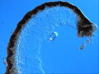 Sphaeropezia leucocheila image