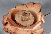 Geastrum velutinum image