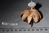 Geastrum tenuipes image