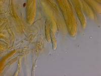 Helotium phormium image