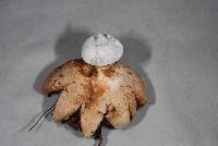 Geastrum tenuipes image