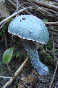 Stropharia caerulea image