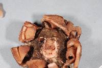 Geastrum velutinum image