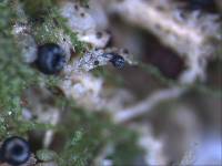 Sphaeropezia leucocheila image