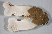 Phallobata alba image