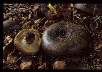 Lactarius turpis image