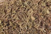 Sphaeropezia leucocheila image