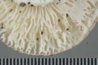 Amanita marmorata image