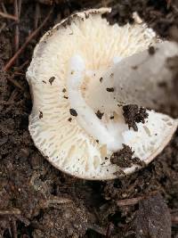 Amanita marmorata image