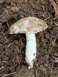 Amanita marmorata image