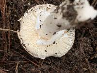 Amanita marmorata image