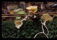 Clitocybe albida image