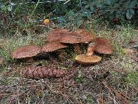 Suillus lakei image