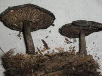 Pluteus microspermus image