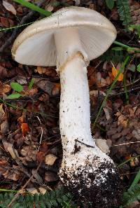 Amanita australis image