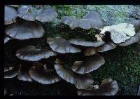 Pleurotus purpureo-olivaceus image