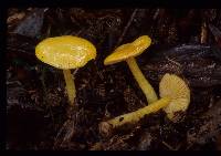 Hygrocybe striatolutea image