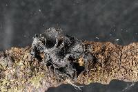 Ameghiniella australis image