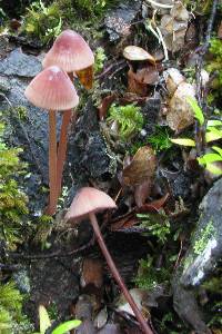 Mycena mariae image