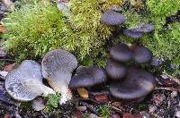 Pleurotus purpureo-olivaceus image