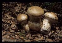 Cortinarius australiensis image