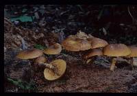 Galerina patagonica image