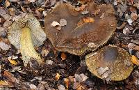 Cortinarius elaiochrous image