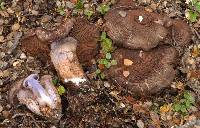 Cortinarius ursus image