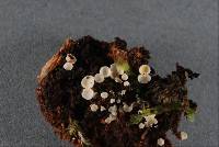 Image of Lachnum berggrenii